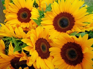 Sonnenblumen als kleiner Dank für alle (Foto: 3268zauber / Wikimedia Commons)